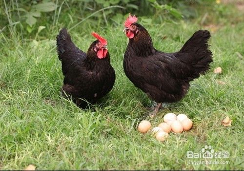 教你如何选食鸡蛋 从选购到烹饪的实用指南